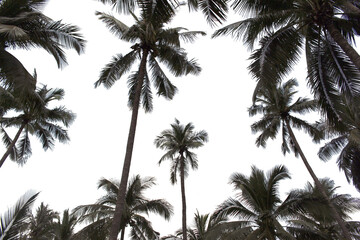 branch coconut palm tree leaves on transparent background png file