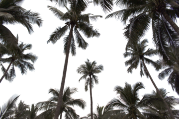 branch coconut palm tree leaves on transparent background png file