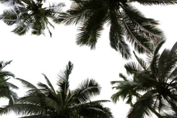 branch coconut palm tree leaves on transparent background png file