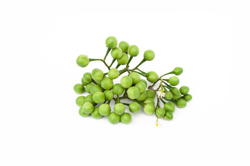 Turkey berry(Solanum torvum) isolated on white background.