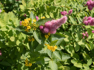 blooming pink spirea in summer
