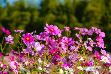 Obraz premium 風土記の丘のコスモス