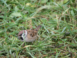 Naklejka na ściany i meble sparrow on green grass