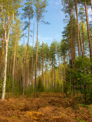 landscape in the forest