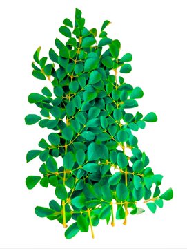 Moringa leaves moringa oleifera tree green leaf and small branches of drumsticktree horseradishtree  ben oil benzolive tree plantpart suhanjana pattay closeup view image picture stock photo