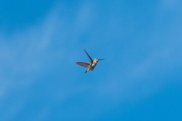 Fototapeta na wymiar Broad-Tailed Hummingbird in Arizona