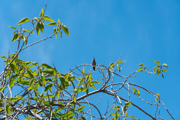 Broad-Tailed Hummingbird in a tree in Arizona