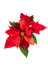 赤いポインセチア　Euphorbia pulcherrima