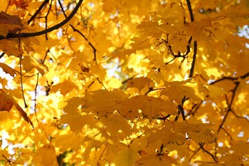 Beautiful tree with golden leaves outdoors, low angle view. Autumn season