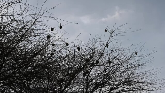Large Group of weaver bird round nests on tree in Zimbabwe Africa