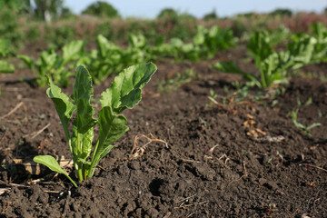 Radish seedling growing in field on sunny day, space for text
