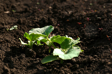Cucumber seedlings growing in field on sunny day