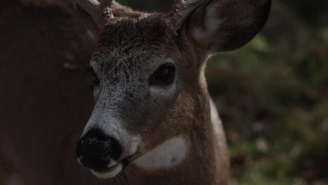 whitetail deer buck closeup chewing slomo