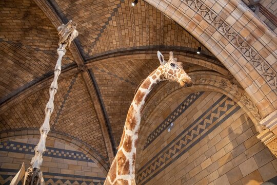 Giraffe And Its Skeleton At The Natural History Museum