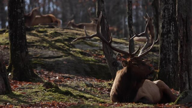 elk bull calling out during mating season majestic beast laying in sunny mossy forest with elk in background slomo