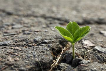 Green seedling growing in dry soil, space for text. Hope concept