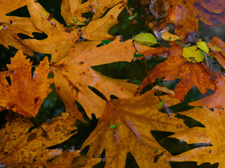 autumn leaves on the water surface