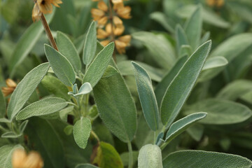Obraz premium Beautiful sage with green leaves growing outdoors, closeup