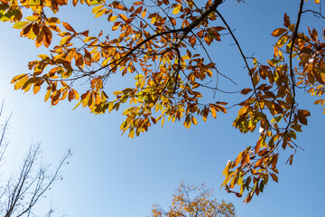 秋も深まり色づいた公園の木々