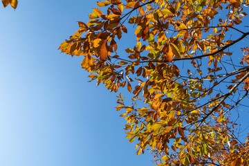 秋も深まり色づいた公園の木々