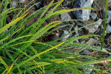 Shallow depth of field dew on grass against rocks background