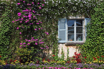 Fototapeta na wymiar Wall and window, overgrown with flowers
