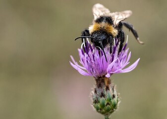 Eine Hummel auf einer violetten Distelblüte