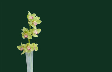 white orchid on green background