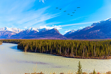 Flock of migratory birds