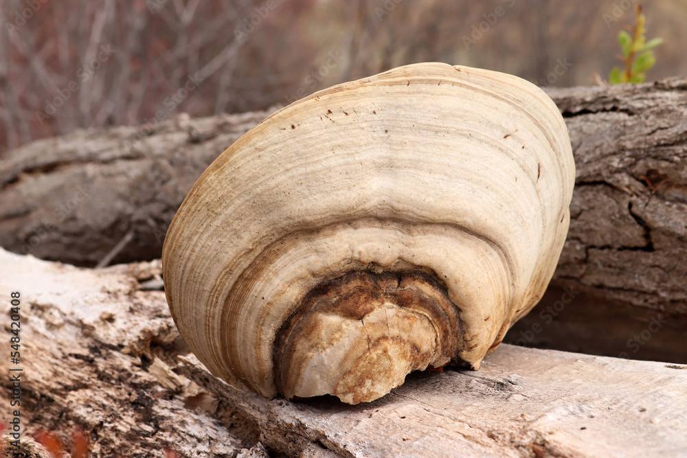 Poster big mushroom on poplar tree