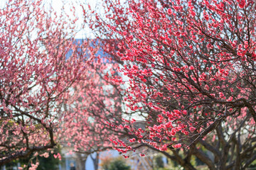 梅の花と風景