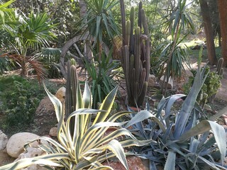 various types of caktus pots and plants