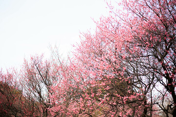 Obraz na płótnie Canvas 梅の花と風景