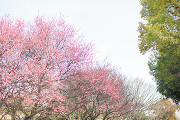 梅の花と風景