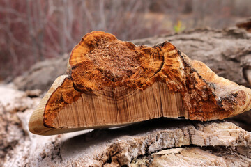 Fototapeta premium big mushroom on poplar tree