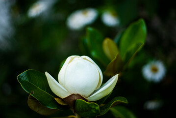 Magnolia tree blossom. Beautiful Magnolia white blossom.