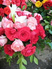 Pink Rose flower with raindrops on background pink roses flowers. Nature.