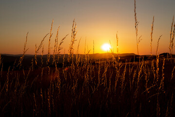 sunset over the field
