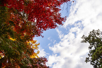 青空に映える紅葉