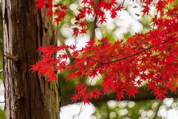 真っ赤に紅葉したもみじ