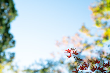 赤く染まるもみじの葉