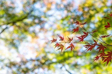 秋が来ました！
