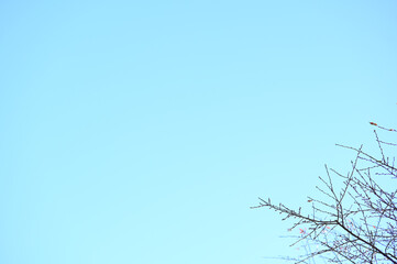 冬の空は澄んでいた