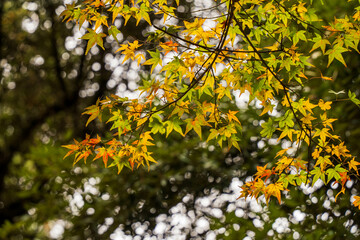 黄色と緑色のもみじの葉