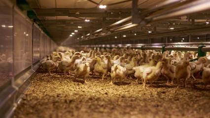 Young broilers in raising room of poultry farm. © Елена Бионышева-Абра