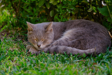 Naklejka na ściany i meble a cute cat sleeping in the park
