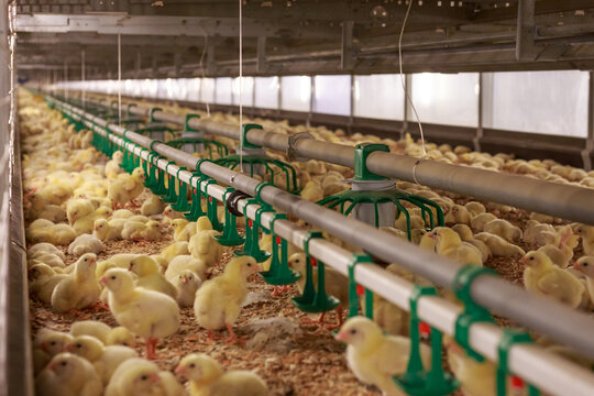 Yellow chicks in grow out house of chicken farm.