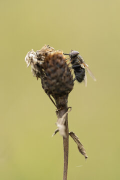 Mucha (Musca), owad na uschniętej roślinie, 