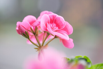 Fototapeta premium ピンク色のゼラニウムの花びらを背景をぼかして浮き上がらせる。露出を明るく仕上げる。