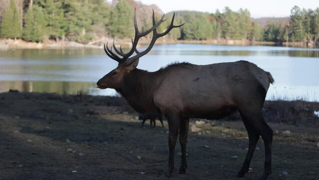 elk bull calling out during mating season lake in background